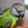 Senegal Parrot