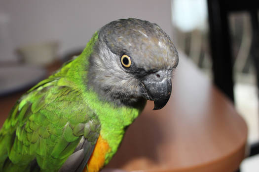 Senegal Parrot