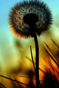 dandelion