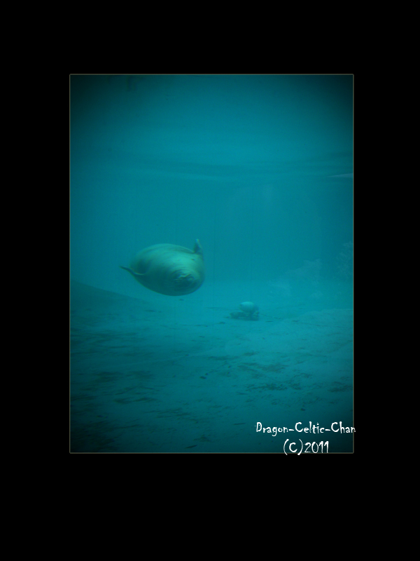 Underwater Seal