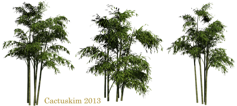 Bamboo PNGs_Rendered by Cactuskim