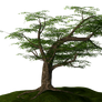 Tree on the Hill_PNG_KL