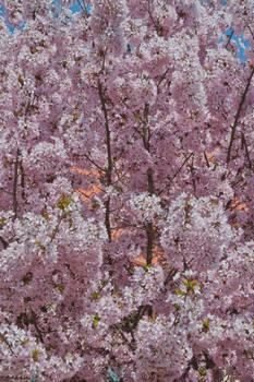 Pink Garden