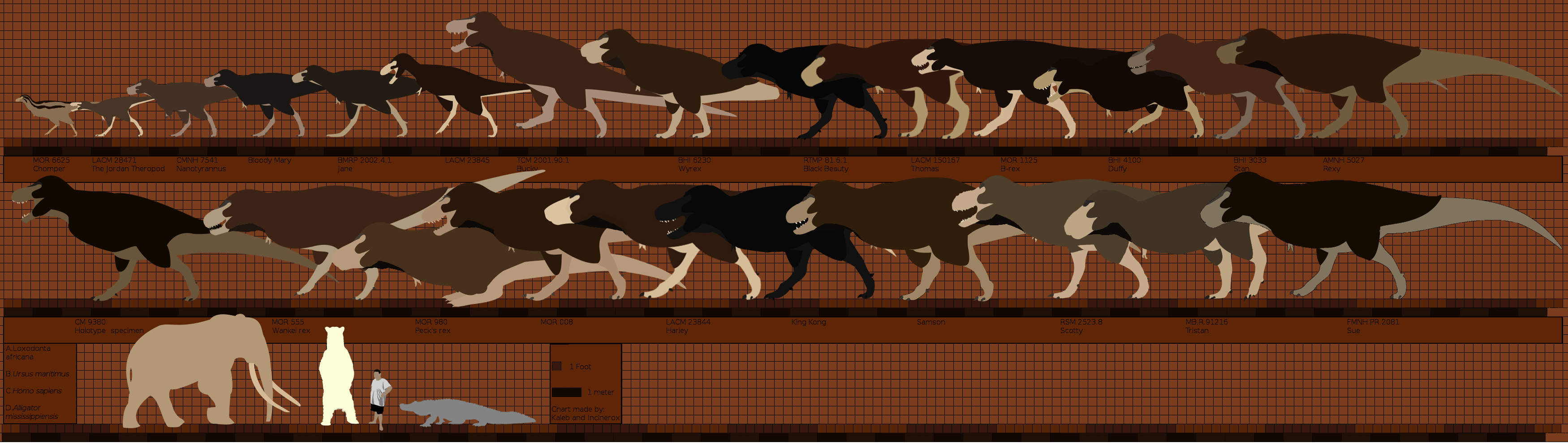 T Rex Specimen Scale