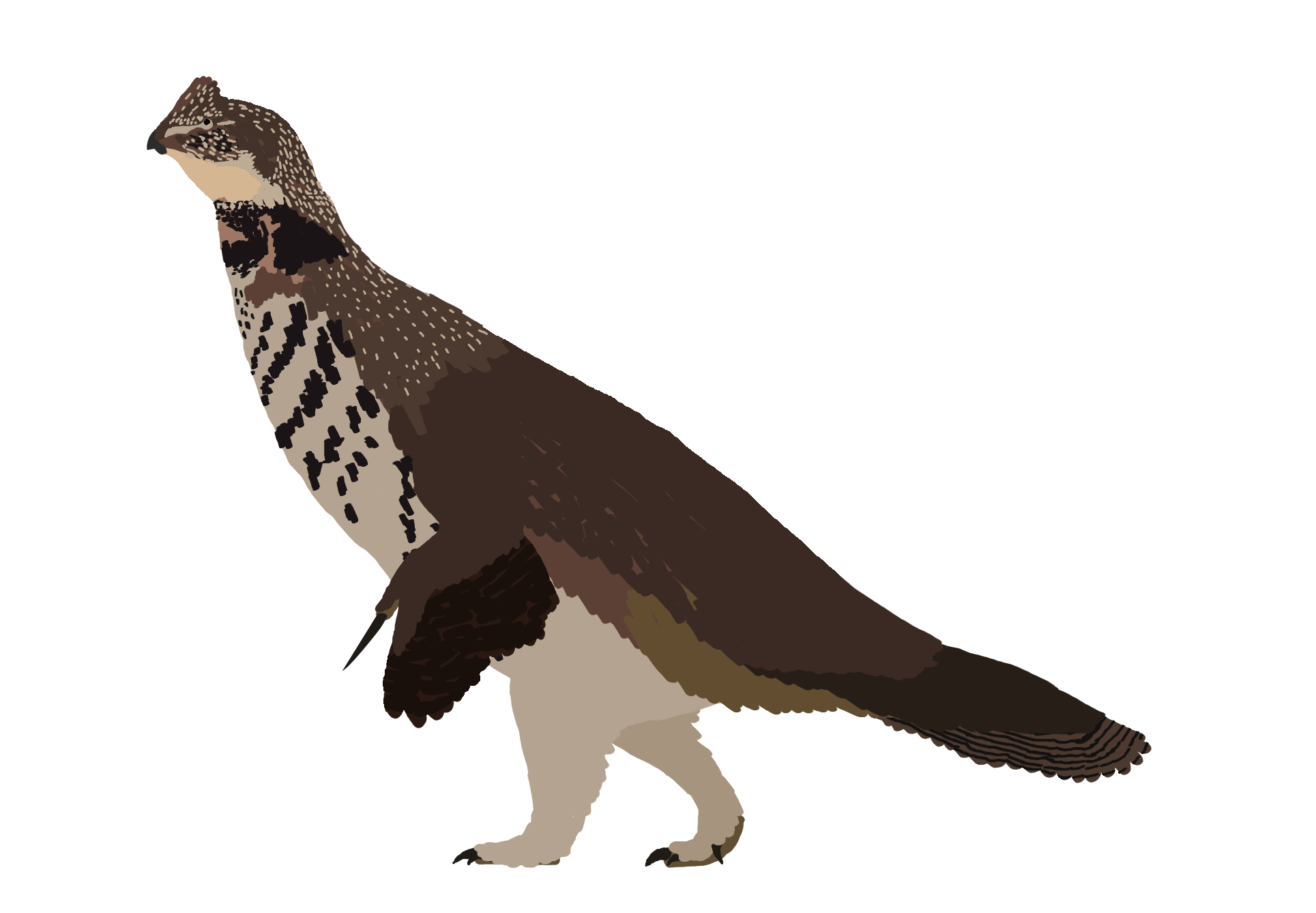 Nothronychus Graffami