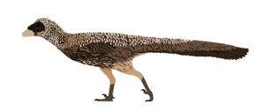 Pectinodon bakkeri