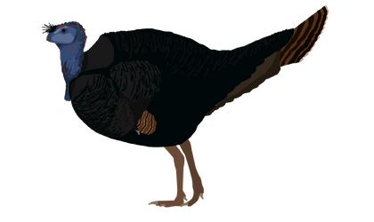 Caudipteryx zoui ongoing by Paleop