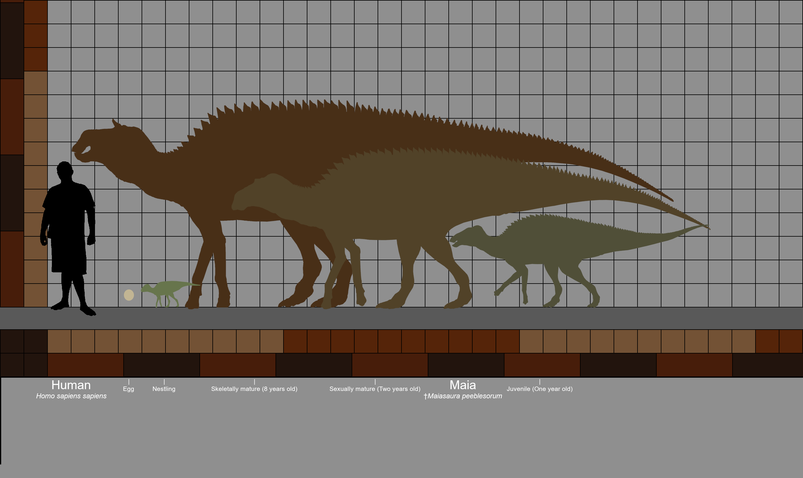 Maiasaura, a model organism for extinct vertebrate population