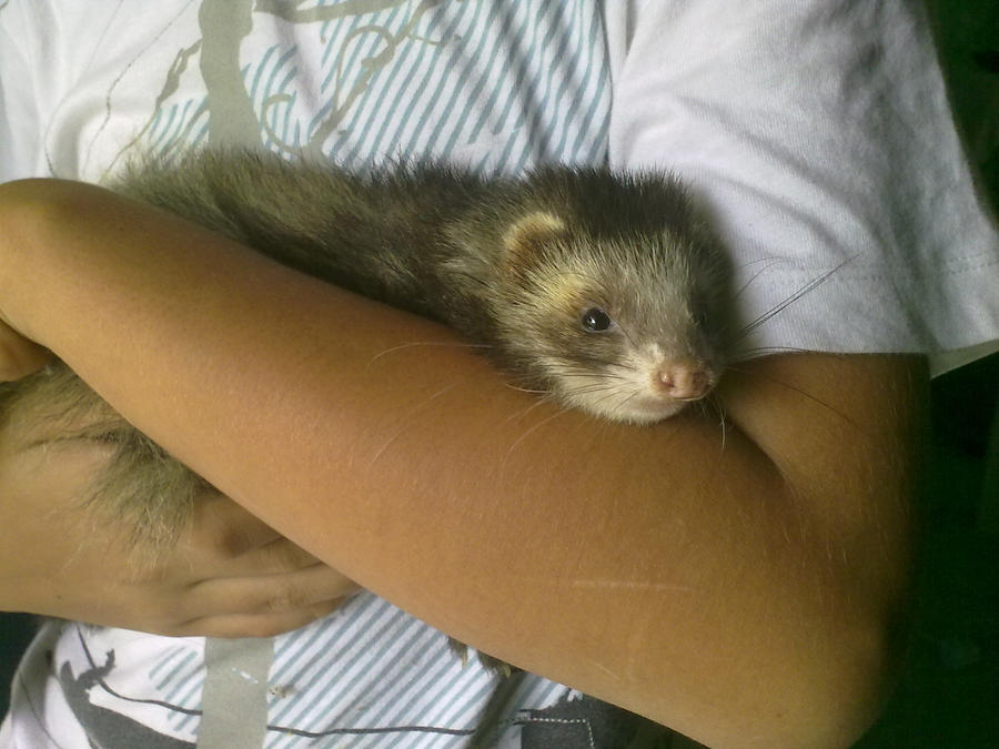 My ferret