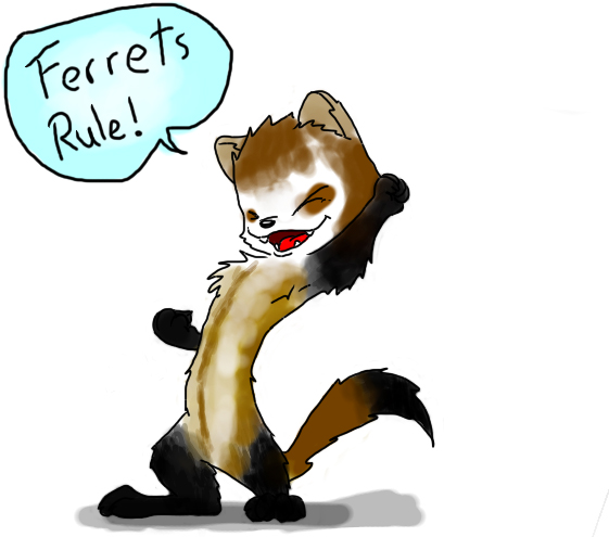 Ferrets Rule