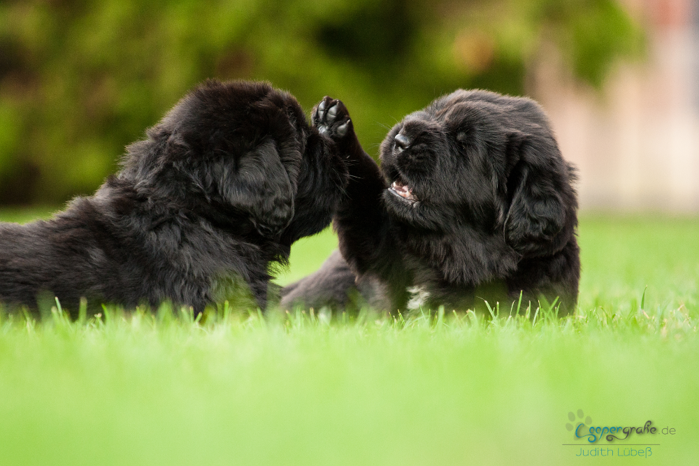 Newfoundland 2