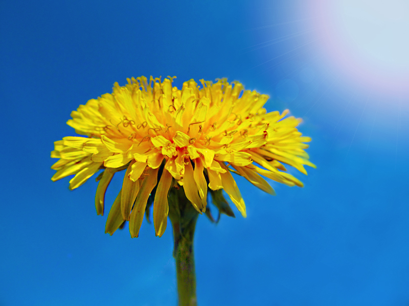 sow-thistle