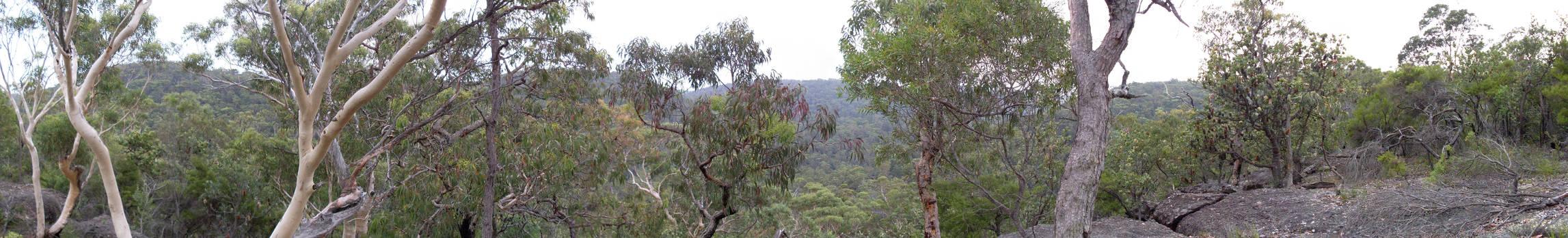 Galston Gorge Panorama