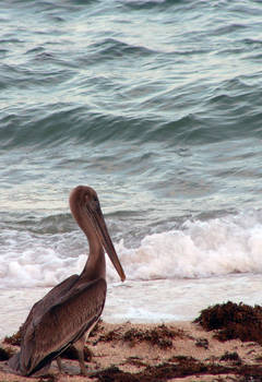 Pelican2