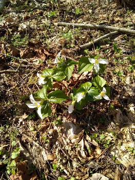 Trillium patch