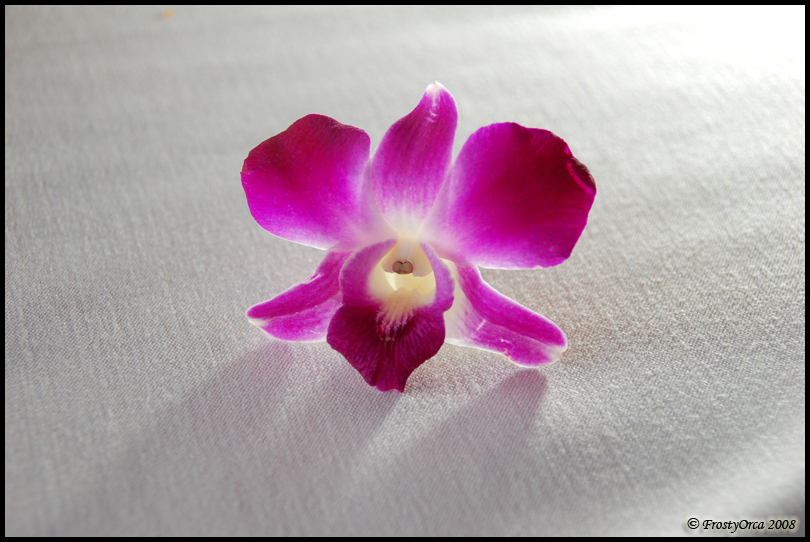 Orchid