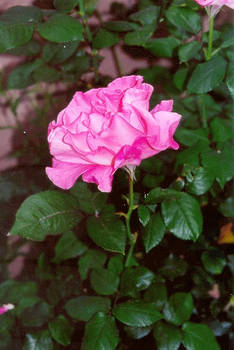 Pink rose