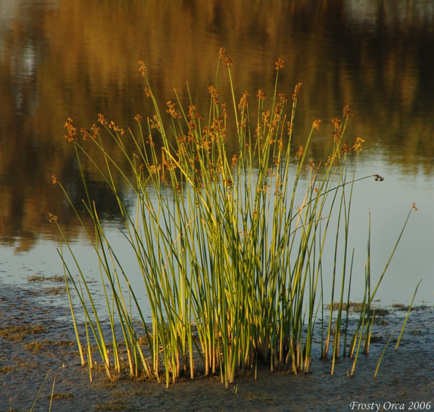 bullrushes