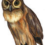 Owl study