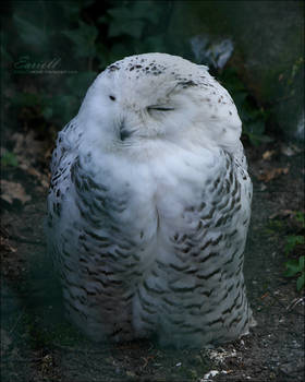 Snowy Owl