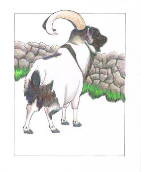 Irish Mountain Goat