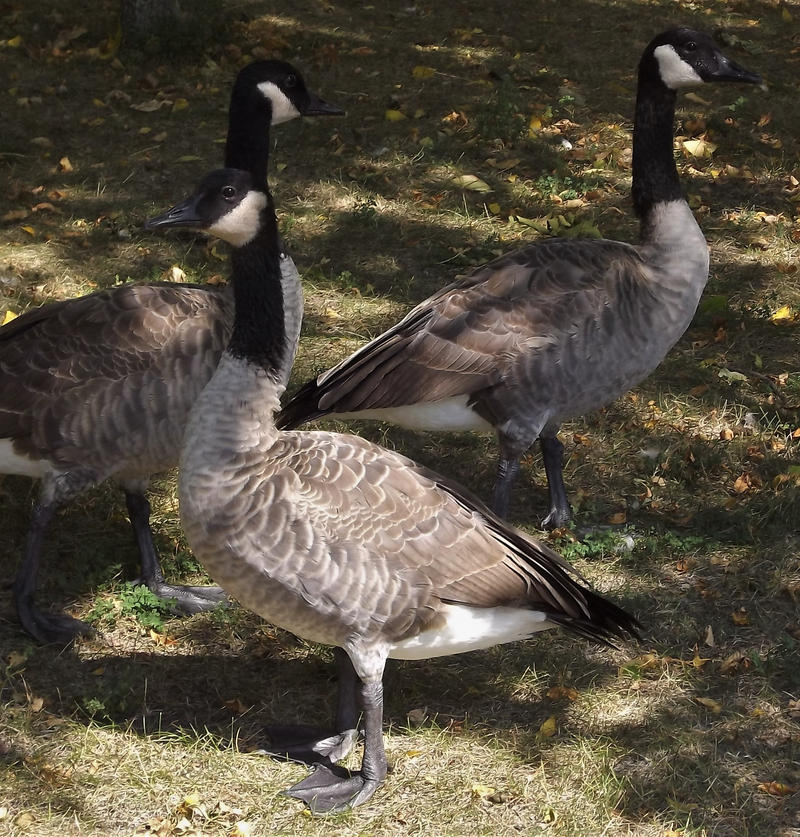 Duck Trio