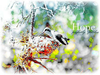 Hummingbird-Hope