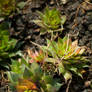 Garden Cacti