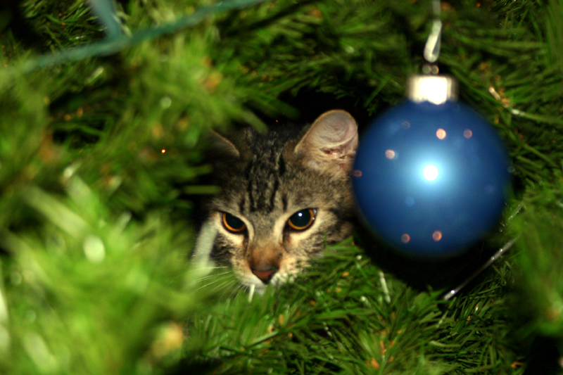 Cat in the Christmas Tree by Bigdogkiller
