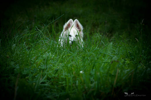 Baby white Wolf