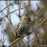 Pine Siskin 1