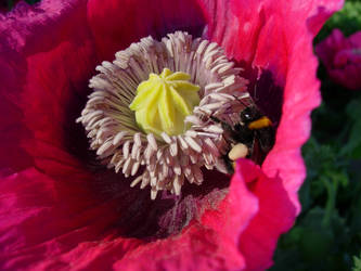 Papaver with visitor