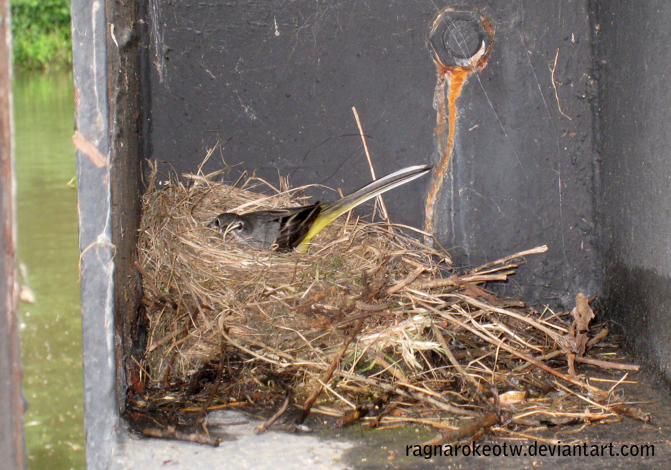 Wagtail nesting