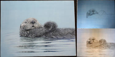 Sea Otter WIP