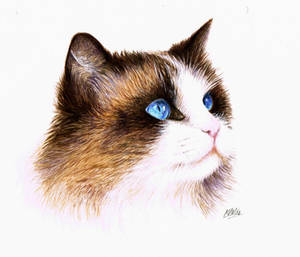 Ragdoll Painting