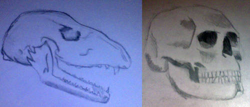 Skull Sketches