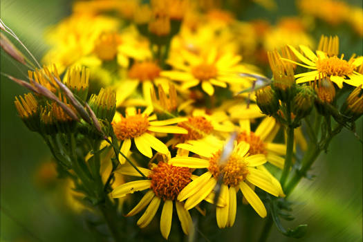 flores de vinilo