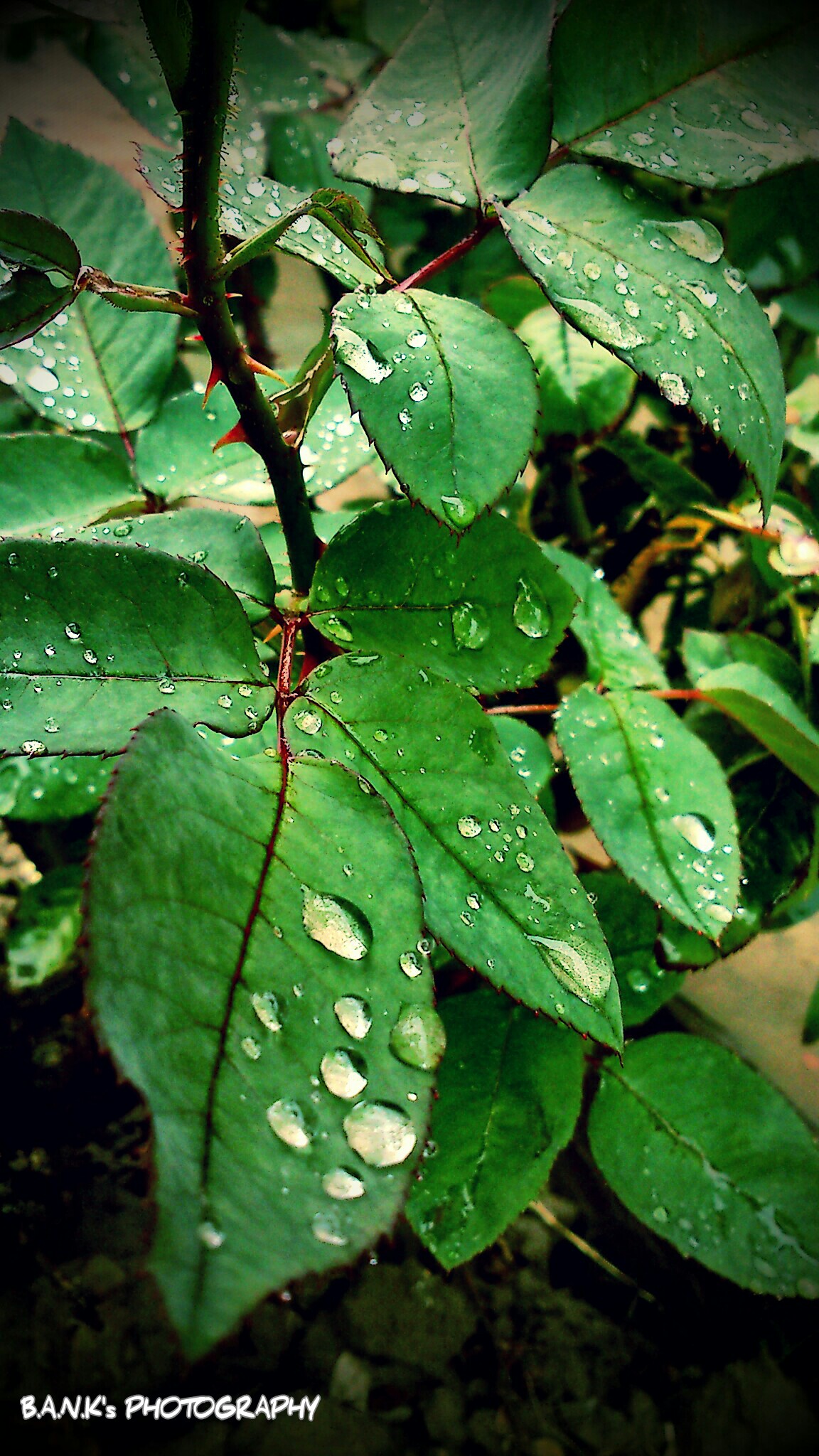 Water Droplets 3