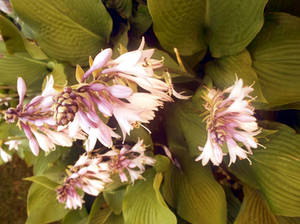 Hosta