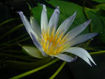 Water Lily by elly47