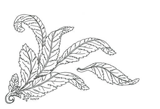 Acanthus Leaves