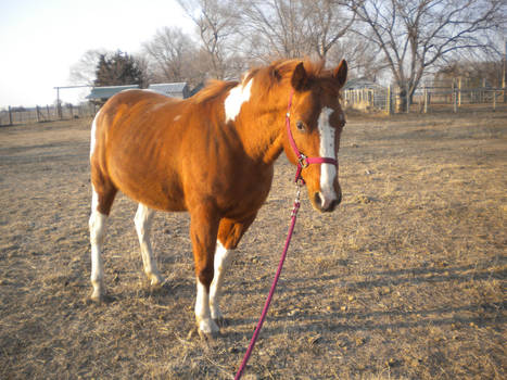 I'm a Pretty Girl - Windy