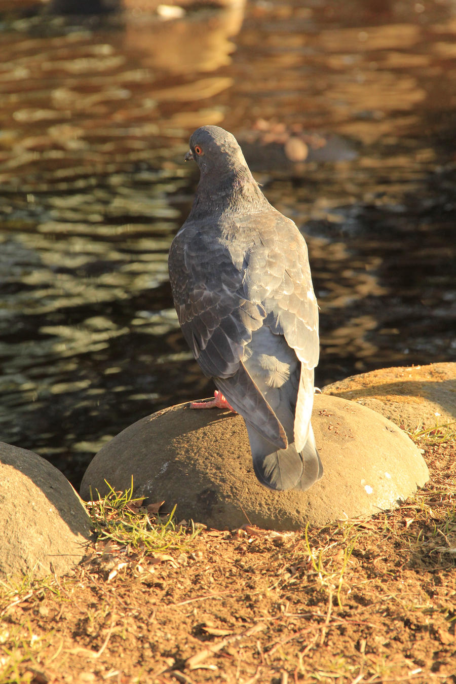 Tokyo Pigeon