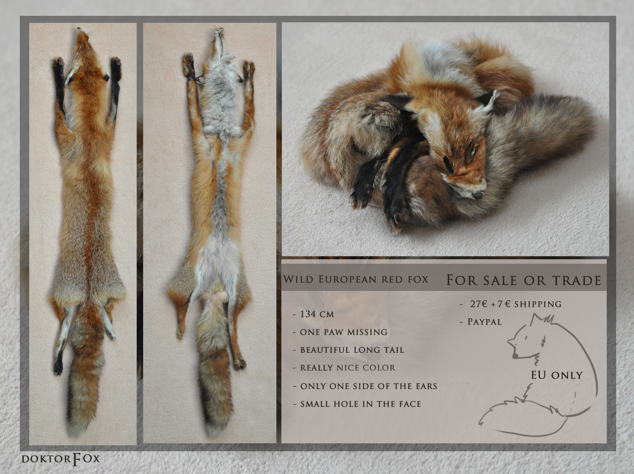 Sold. european red fox