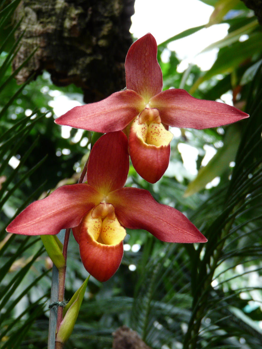 Orchid - Phrag. Sunset Glow by Tamara-sa on DeviantArt