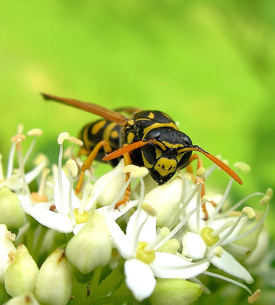 flying in flower