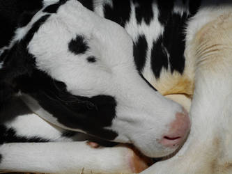 Sleeping Cow