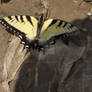 monarch butterfly1