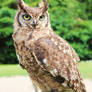 Owl-Stock 1
