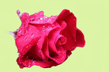 Red Rose waterdrops